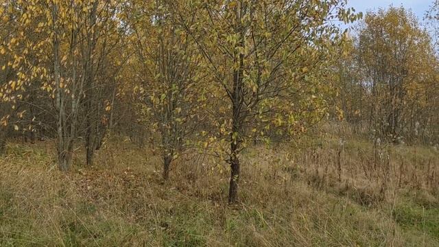 СЕРГЕЙ ЕСЕНИН СТИХИ МОЯ ЖИЗНЬ И ЛЮБОВЬ смотреть онлайн