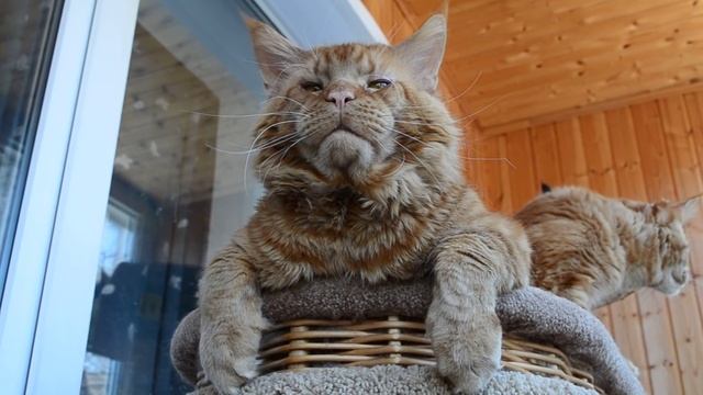 Мейн кун Джокер. смотреть онлайн