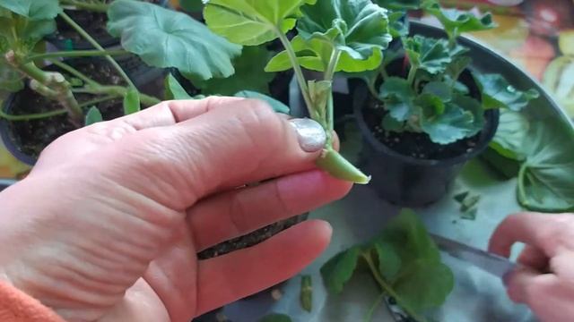 Герань* - обрезка и формировка весной длинных стеблей для пышного цветения. Полезно всё знать. смотреть онлайн