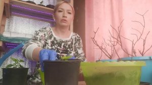 Пересадка годовалого саженца 🌿 гортензии в 1литр.