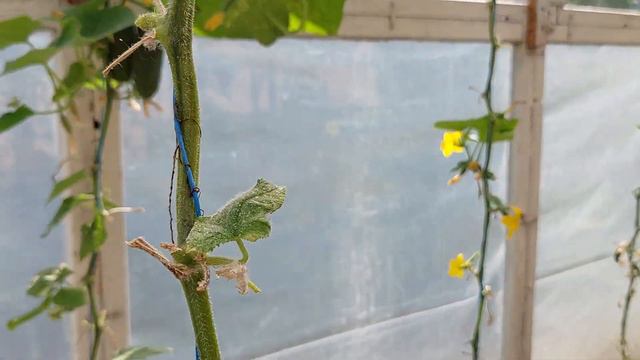 Мої орхідеї. Теплиця з помідорами в кінці серпня