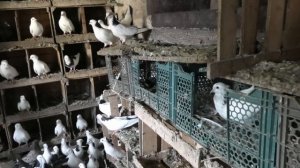 Бакинские голуби Махмудова Исмаила в Баку пос Маштаги!