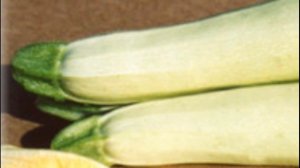 Кабачок кавили характеристика и выращивание