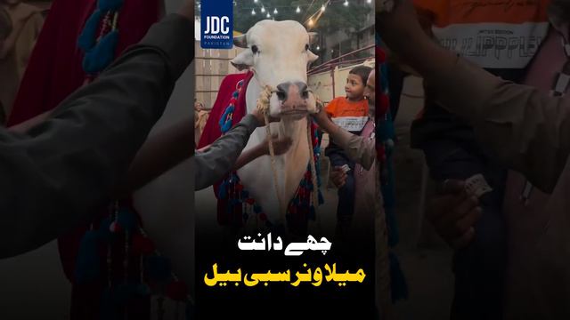 Sibbi Mela Winner | Qurbani | JDC