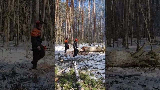 Валка сухого дерева по направлению