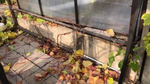 Формировка отдельно растущего куста винограда.