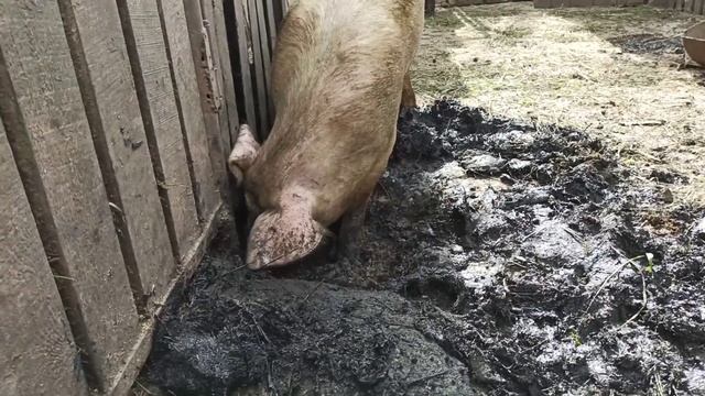 Как я определяю беременность свиней на ранних стадиях. Новый временный житель.25 мая 2021 г. смотреть онлайн