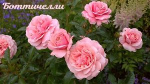 Цветение роз АФРОДИТА, БОТТИЧЕЛЛИ, ЛАВ СОНГ????