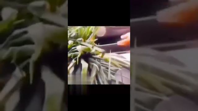 До конца😂 Лайк за своего подобранного хряка или свинку🥹| #мем #прикол #юмор #смешно #смех