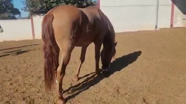 Молодые лошади лузитано смотреть онлайн