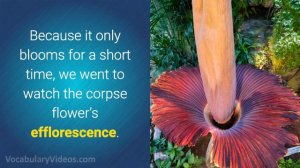 🌸 Learn English Words - EFFLORESCENCE - Meaning, Vocabulary with Pictures and Examples