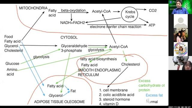 lipid metabolism смотреть онлайн