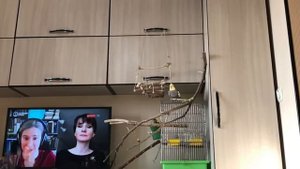 Попугай корелла прилетает на руку. Как научить?