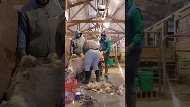 Sheep Leaps For Joy After Getting A Much-Needed Haircut | The Dodo