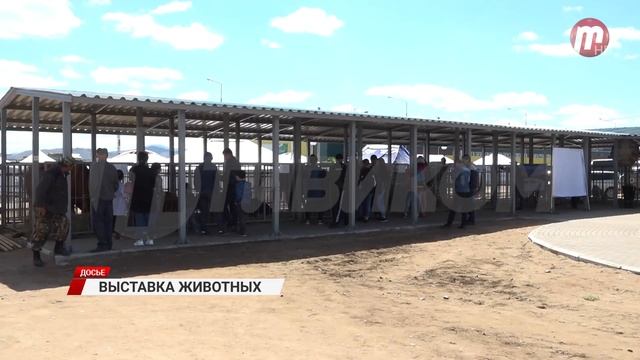 В Улан-Удэ состоится выставка племенных животных смотреть онлайн