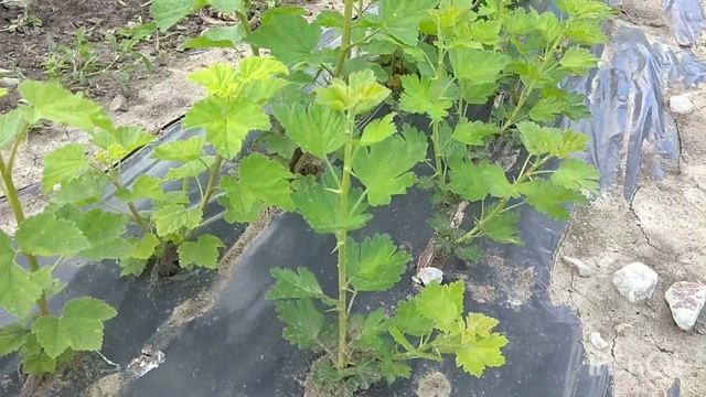 Саженцы Крыжовника И Красной Смородины.