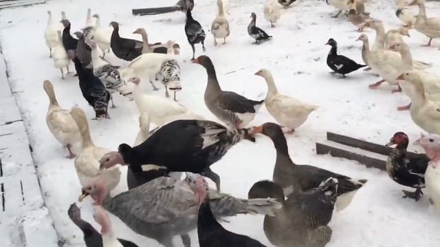 А ты кормил гуся?) смотреть онлайн