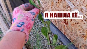 Я ее нашла, значит не все так плохо  Еще три месяца лета впереди