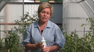 Лариса Зарубина (канал Садовый Гид) делится осенними "рецептами" применения ЭМ-Био в теплице