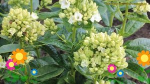 Флокс метельчатый Грин Лиф. Краткий обзор, описание характеристик phlox paniculata Green Leave