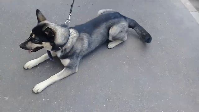 Пёс Тотоша и Белла, метисочка хаски и овчарки, встреча мимо ходом возле дома Беллы ?????? смотреть онлайн