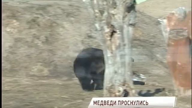 В Ярославском зоопарке после зимней спячки проснулись медведи смотреть онлайн