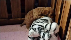 Парень кавапу, ред окраса..