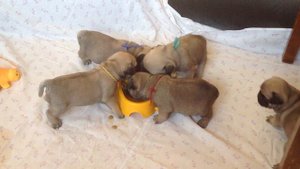 Мопсятам почти месяц.