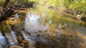 ULTRA Clear Creek LOADED with TROUT!