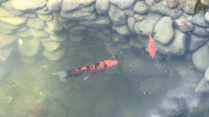 Как мы ухаживаем за прудом с водопадом