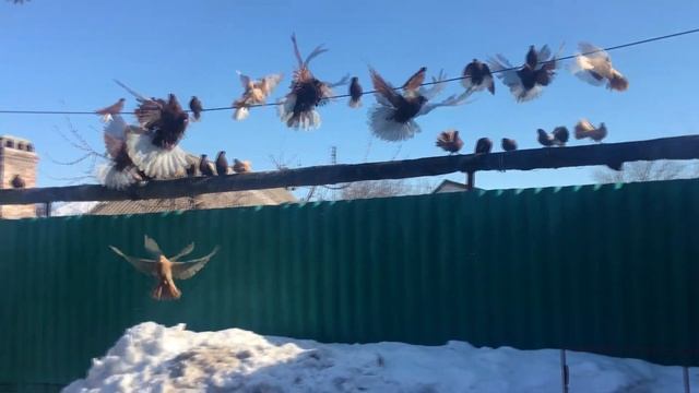 Голуби цыганские красные белохвостые. Лёня Цыган +380713909825 г. Енакиево Донецкая обл.