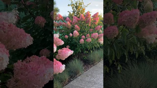 Восхитительные гортензиии #beautiful #hortensia #garden #гортензия #hydrangeaflower #paniculata