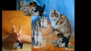 Пальчиковая гимнастика 10 котят