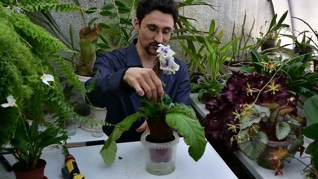 Смачиваемость субстрата. Самая распространенная ошибка при поливе пересушенного субстрата.
