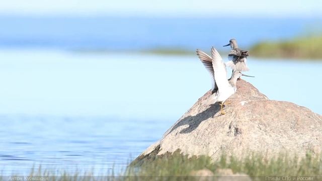 Мородунка /птицы/ смотреть онлайн