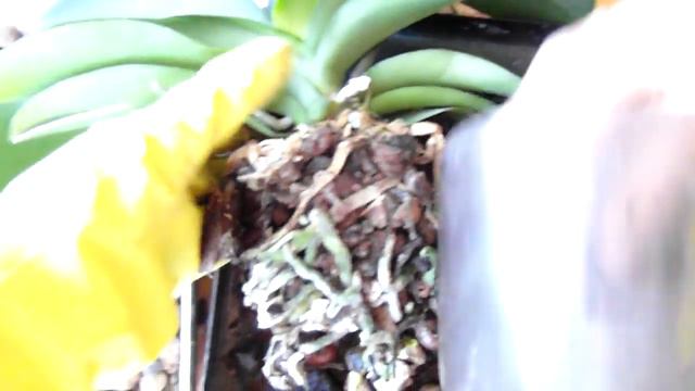 Теперь вся коллекция в новом грунте. Спорные моменты которые понравятся не всем. смотреть онлайн