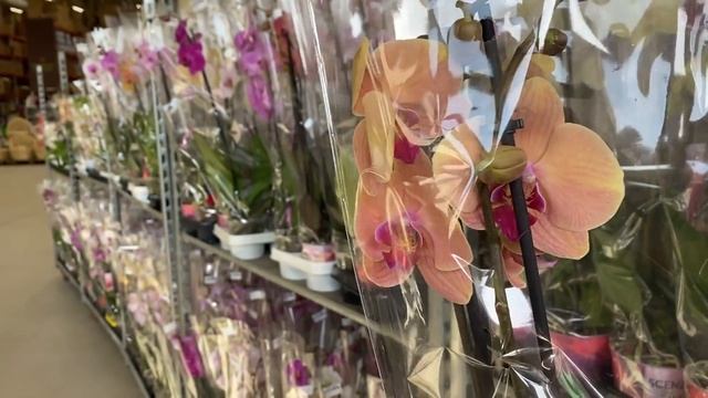 "7 ЦВЕТОВ" МНОГО КРАСИВЫХ ОРХИДЕЙ. смотреть онлайн