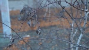 Как дышат Серной Кислотой / Самый загрязненный Город планеты / Карабаш / Лядов с Места Событий