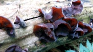 Целебный гриб ИУДИНО УХО (17.05.2018)