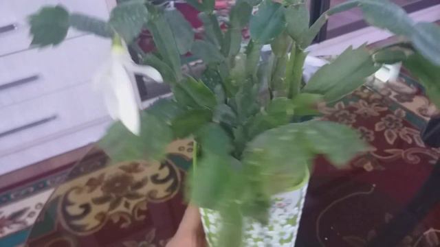 Декабрист- гүлдету үшін не жасаймыз?гүлдеп болғасын жаңарту смотреть онлайн