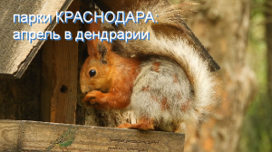 Краснодар:  птицы и белки в дендрарии 30 апреля 2022