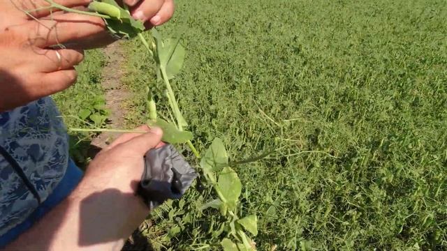 Болезни гороха и борьба с ними