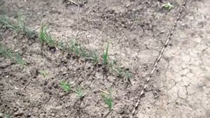 ЗАЧЕМ МЫ САДИМ КУКУРУЗУ РЯДОМ с  АРБУЗАМИ В ЛУНКАХ