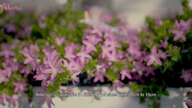 Addenda® - Enjoy A Flowering Garden With Campanula Adansa®