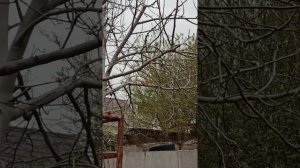 Кошка ловит белку на дереве