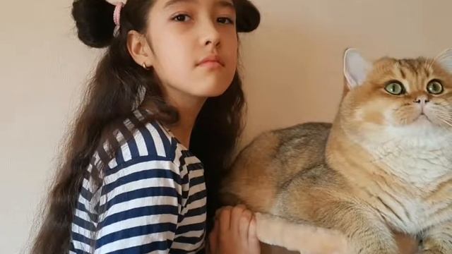 Кот золотая шиншилла и ребёнок! смотреть онлайн