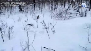 Как лось сбрасывает рога