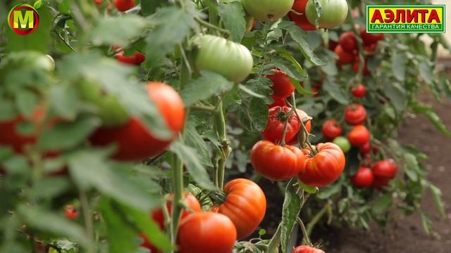 ТОМАТ БИФ ПИНК F1. Как выращивать БИФТОМАТЫ? смотреть онлайн