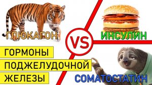 Инсулин vs глюкагон. Гормоны поджелудочной железы. Соматостатин. Зачем нужны организму?