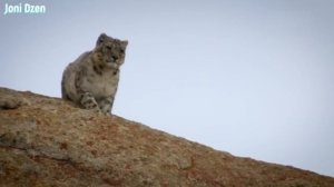 Снежный барс - Невероятный свирепый Горный хищник ! Ловкий, бесстрашный. Ирбис в деле !